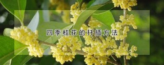 四季桂花的扦插方法,第1图