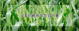 小麦烂根死苗怎么回事,第1图