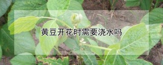 黄豆开花时需要浇水吗,第1图