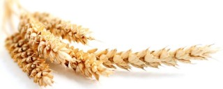 小麦的种植与管理技术,第1图