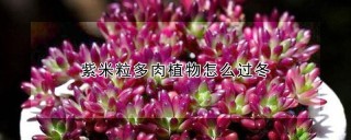 紫米粒多肉植物怎么过冬,第1图