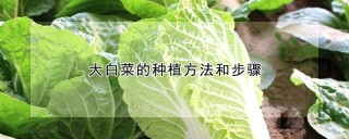 大白菜的种植方法和步骤,第1图