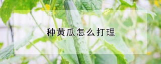 种黄瓜怎么打理,第1图