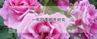 一年四季都开的花,第1图