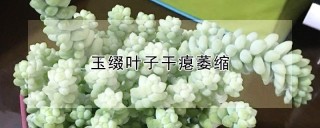 玉缀叶子干瘪萎缩,第1图