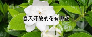 春天开放的花有哪些,第1图