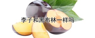 李子和黑布林一样吗,第1图