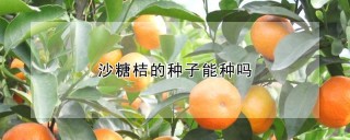 沙糖桔的种子能种吗,第1图