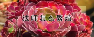 法师怎么繁殖,第1图