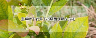 蓝莓叶子发黄干枯原因及解决方法,第1图