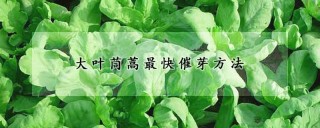 大叶茼蒿最快催芽方法,第1图