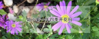 姬小菊一年四季开花吗,第1图