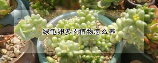 绿龟卵多肉植物怎么养,第1图