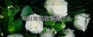 19白玫瑰花语是什么,第1图