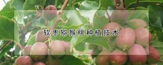 软枣猕猴桃种植技术,第1图