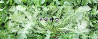 荠菜种类,第1图