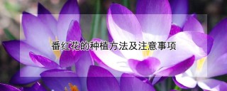 番红花的种植方法及注意事项,第1图