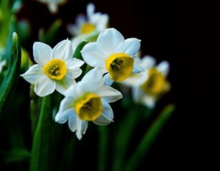 水仙花花语大全，代表着吉祥、祝福、坚贞的爱情,第3图