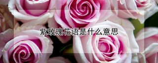 紫玫瑰花语是什么意思,第1图