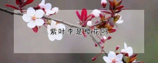 紫叶李是樱花吗,第1图