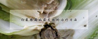 白菜根腐病最有效的治疗方法,第1图