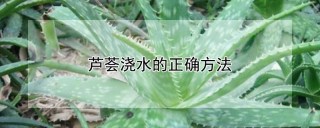 芦荟浇水的正确方法,第1图