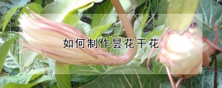 如何制作昙花干花,第1图