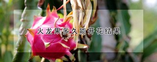 火龙果多久能开花结果,第1图