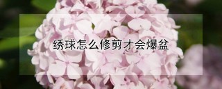 绣球怎么修剪才会爆盆,第1图