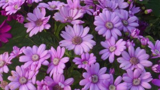 紫色的小雏菊的花语,第1图