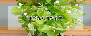 茉莉花几月份发芽,第1图