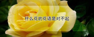 什么花的花语是对不起,第1图