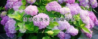 绣球花浇水的正确方法,第1图