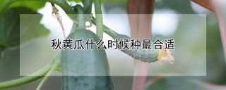 秋黄瓜什么时候种最合适,第1图