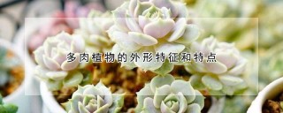 多肉植物的外形特征和特点,第1图