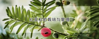 红豆杉的栽培与管理,第1图