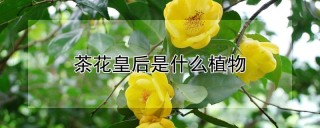 茶花皇后是什么植物,第1图