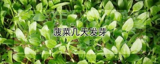 菠菜几天发芽,第1图