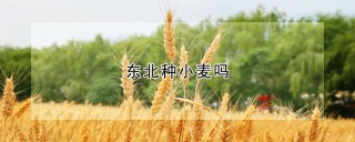 东北种小麦吗,第1图