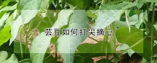 芸豆如何打尖摘心,第1图