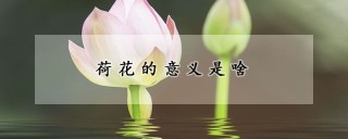 荷花的意义是啥,第1图