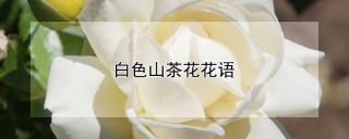 白色山茶花花语,第1图