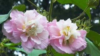 芙蓉花怎么养，芙蓉花适合在室内养吗,第3图