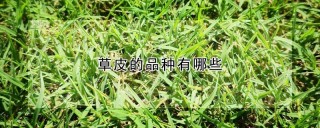 草皮的品种有哪些,第1图