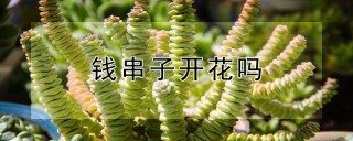 钱串子开花吗,第1图