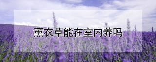 薰衣草能在室内养吗,第1图