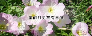 美丽月见草有毒吗,第1图