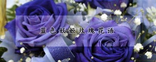 蓝色妖姬玫瑰花语,第1图
