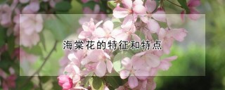 海棠花的特征和特点,第1图