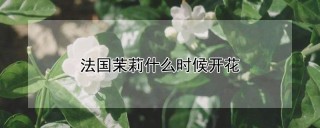 法国茉莉什么时候开花,第1图